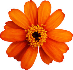 좁은잎 백일홍 꽃