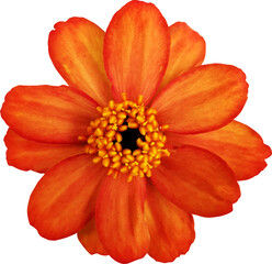 좁은잎 백일홍 꽃