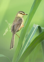 Oriental Reed Warbler (Acrocephalus orientalis) perched in lush green reeds, Thailand - Tranquil nature scene