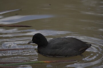 Dusky Moorhen swimming in the lake.