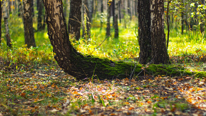 Photo of a birch tree in the forest