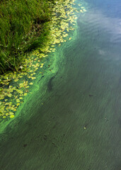 Fototapeta premium Blooming and colourful duckweed pollution 