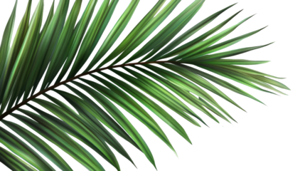 Green leaves with a white background, showcasing fresh foliage and nature's beauty in a simple, illustrative design