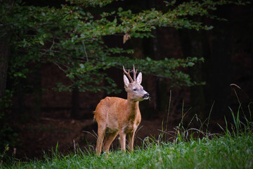 Roe deer doe on a grass filed
