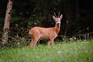 Roe deer doe on a grass filed

