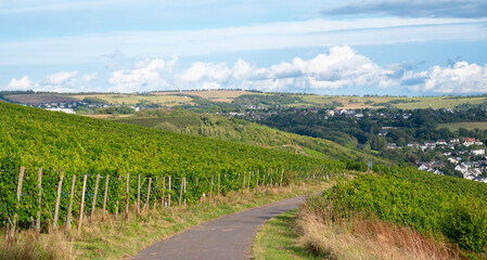 Naklejka premium Grapes for riesling wine growing on the vine, vineyard in Trier, Moselle Valley in Germany, landscape and agriculture in rhineland palatine 
