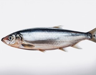 side view of Herring fish