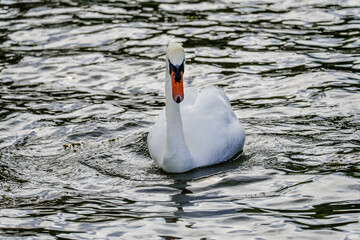 swan on the lake