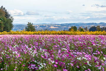Beautiful field of blooming Cosmos flowers in summer