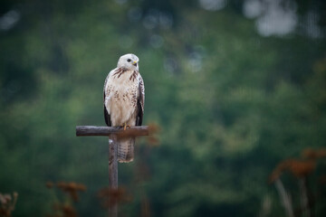 Mäusebussard ( Buteo buteo ).