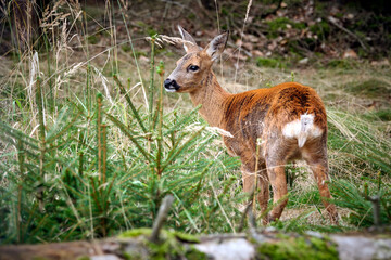 Europäisches Reh ( Capreolus capreolus ).