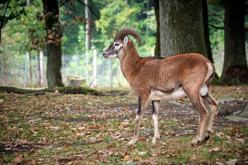 Mufflon ( Ovis orientalis musimon ).