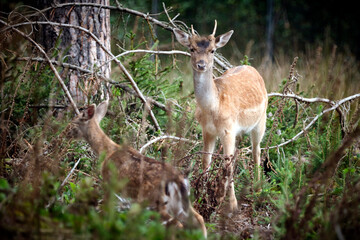 Damhirsch ( Dama dama ).