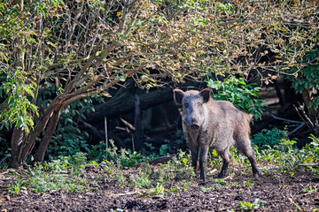 Wildschweine ( Sus scrofa ).