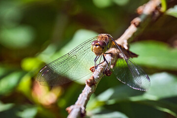 Große Heidelibelle ( Sympetrum striolatum ).