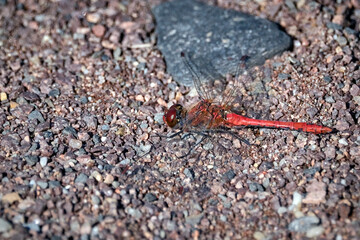 Blutrote Heidelibelle ( Sympetrum sanguineum ).