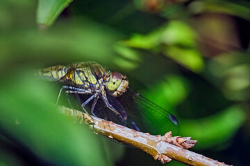 Große Heidelibelle ( Sympetrum striolatum ).