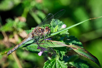 Große Heidelibelle ( Sympetrum striolatum ).