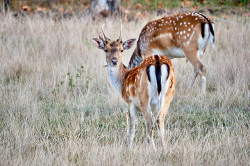 Damhirsch ( Dama dama ).