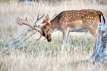 Damhirsch ( Dama dama ).