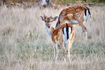 Damhirsch ( Dama dama ).