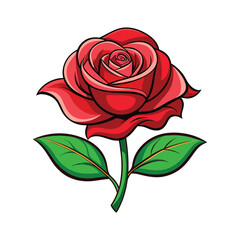 red rose isolated