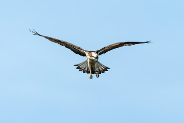 Balbuzard pêcheur, Pandion haliaetus, Western Osprey