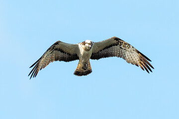 Balbuzard pêcheur, Pandion haliaetus, Western Osprey