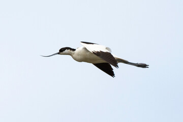Avocette élégante, Recurvirostra avosetta, Pied Avocet