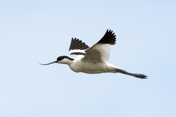 Avocette élégante, Recurvirostra avosetta, Pied Avocet
