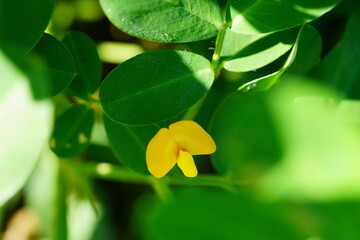 落花生の花と葉