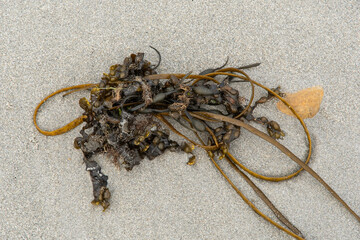 Saccarhiza pomyschides,  Algue