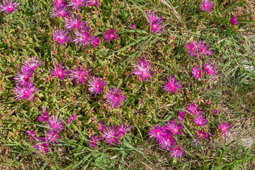 Figue des Hottentots, figue marine, carpobrotus edulis