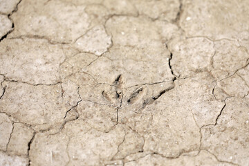 Dried out soil dryness drought