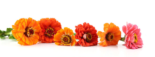 Flowers Zinnia isolated on white background. Blooming beautiful colorful flowers Zinnia. Colorful flowers Zinnia elegans dahlienflora.