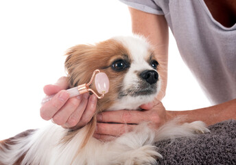 papillon dog in studio