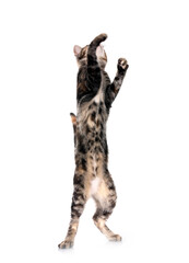 Obraz premium little cat in studio
