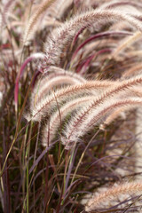 Fountain grass plant grass in a garden