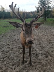 Naklejka premium deer in the woods