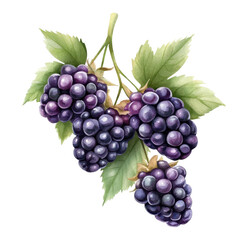 Fototapeta premium Simple watercolor blackberries isolated on a white background. png