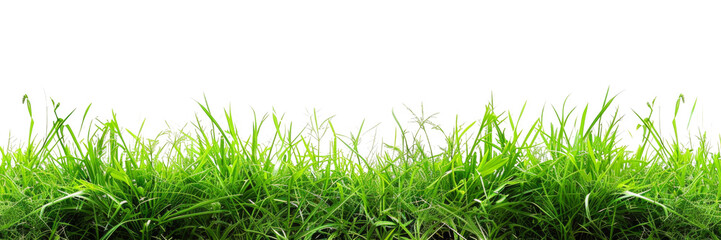 Fototapeta premium A field of green grass with a white background