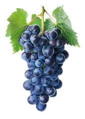 Fototapeta premium A bunch of grapes with a leaf on top