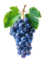 Fototapeta premium A bunch of grapes with a leaf on top