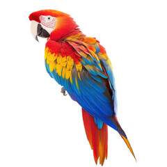 Fototapeta premium Magnificent Scarlet Macaw Parrot Perched on Tree Branch in Vibrant Tropical Setting Colorful and Captivating Bird of Prey with Vivid Feathers and Striking Appearance in Natural Environment