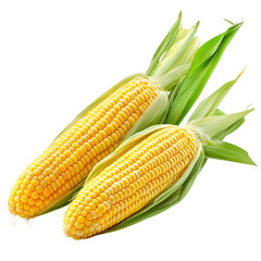 Fresh corn isolated on a white background. png
