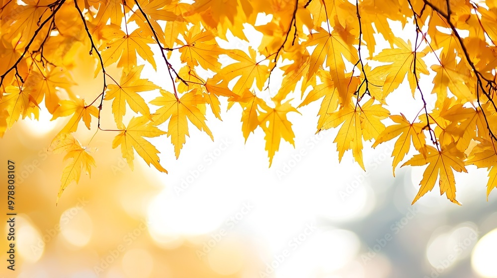 Poster Yellow Maple Tree Leaves Border isolated on white : Generative AI