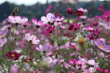 bee collecting pollen from a flower cosmos