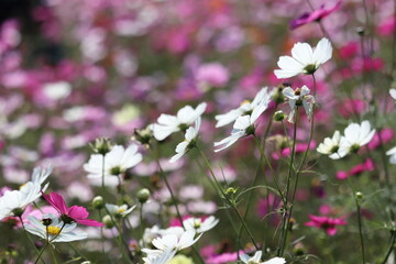 flowers cosmos in the meadow