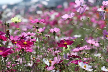 pink flowers cosmos in the field