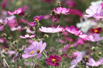 pink cosmos flowers